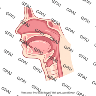 Upper respiratory tract