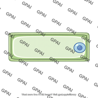 Epidermal cell longitudinal