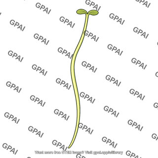 Hypocotyl elongating