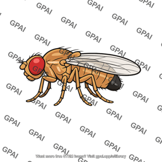 Fruit fly male