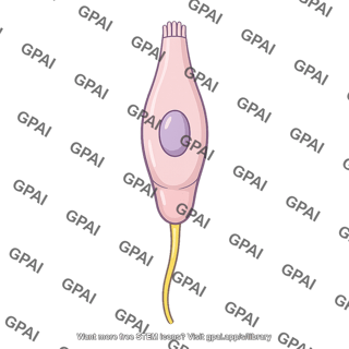 Bitter taste receptor cell