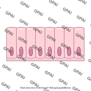 Columnar epithelium