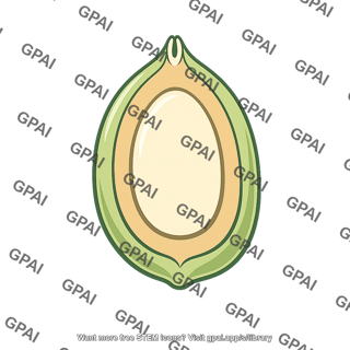 Ovule gymnosperm