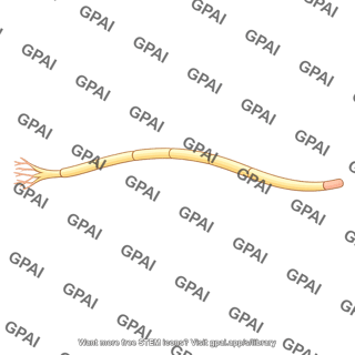 Optic nerve fiber