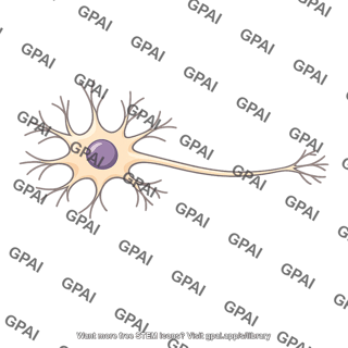 Nerve cell