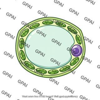 Bundle sheath cell