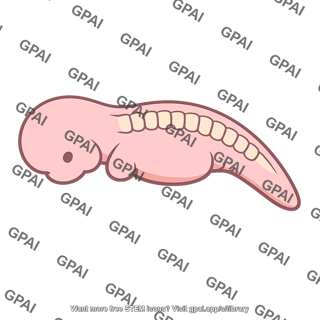 Chordate embryo