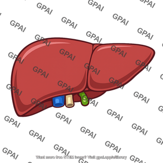 Liver