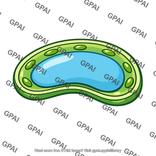 Guard cell turgid