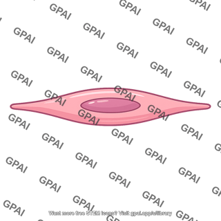 Smooth muscle cell