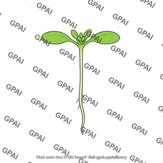 Arabidopsis seedling