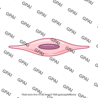 Myoepithelial cell
