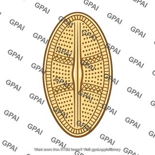 Diatom cell