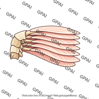 Arthropod gill
