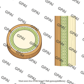 Lateral meristem