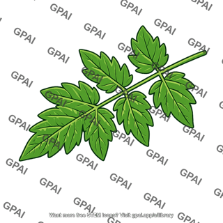 Tomato leaf