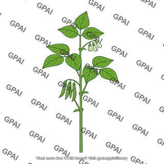 Phaseolus vulgaris