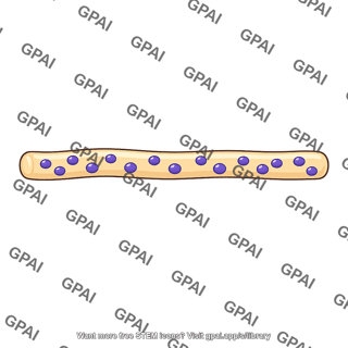 Coenocytic hypha
