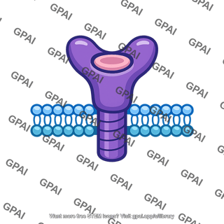 Membrane receptor molecule
