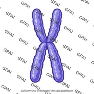 Prophase chromosome