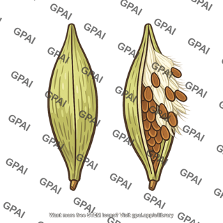 Cardamom pods