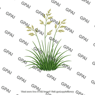 Dune fescue