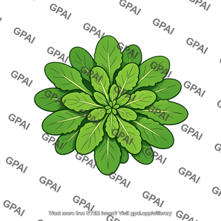 Arabidopsis leaf rosette
