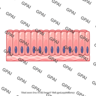 Endometrial epithelium