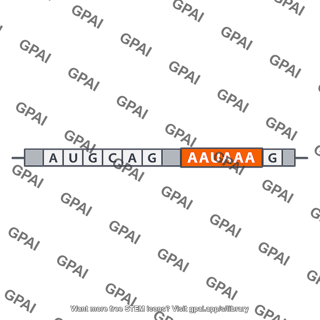 Poly a signal sequence