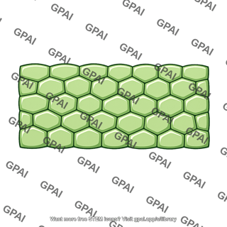 Leaf tissue