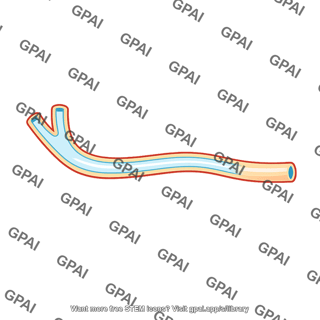 Pancreatic duct