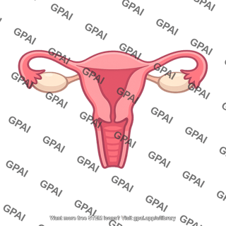 Human female reproductive system