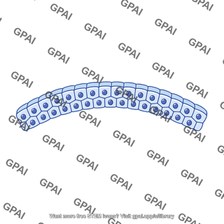 Epiblast curved