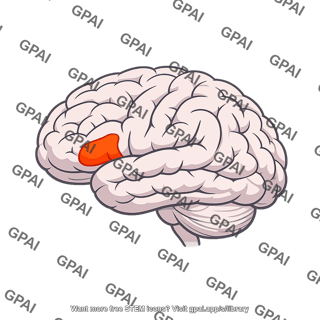 Broca area