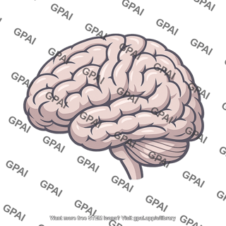 Right hemisphere of brain