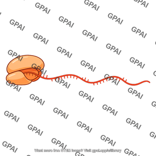 Nascent rna transcript