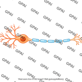 Pain receptor neuron