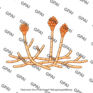 Filamentous fungus