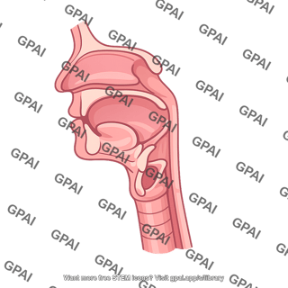 Pharynx vertebrate