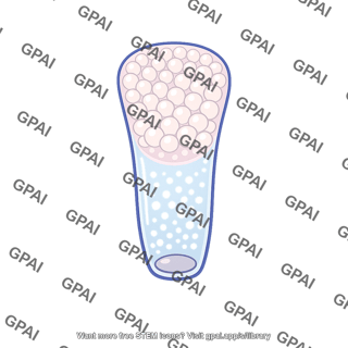 Mucous cell
