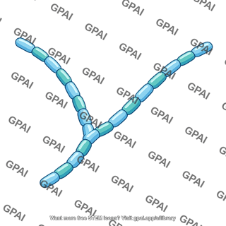 Fibronectin