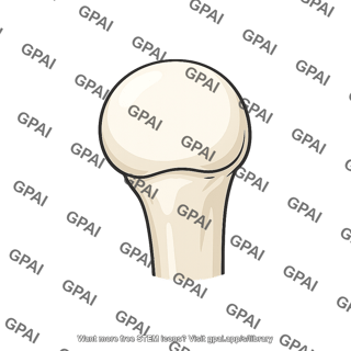 Head of humerus