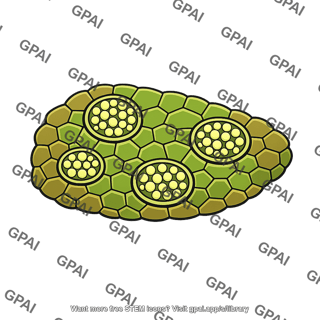 Spore bearing tissue
