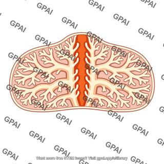 Gastrovascular cavity branched