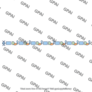 Rrna gene family