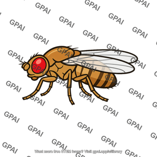 Drosophila fly