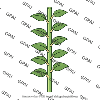Phyllotaxy