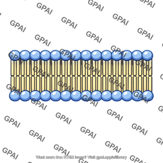 Cell membrane cold stressed