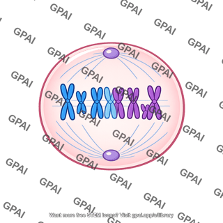 Animal cell meiotic