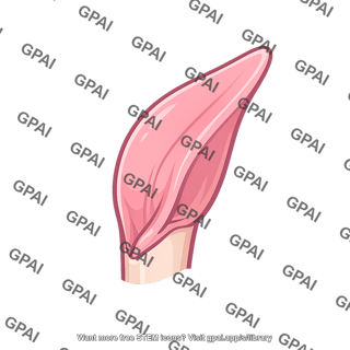 Epiglottis up